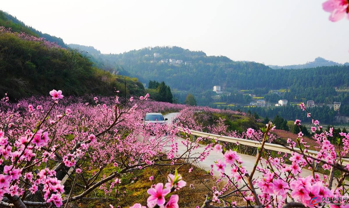 不负繁花不负春 仪陇春色惹人爱（图）
